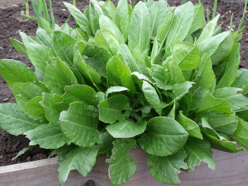 1000 Sementes De Azedinha Folhas Grandes Rumex Acetosa Erva