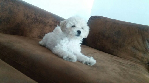 Poodle Filhotinhos Micro Toy Garantia Contrato