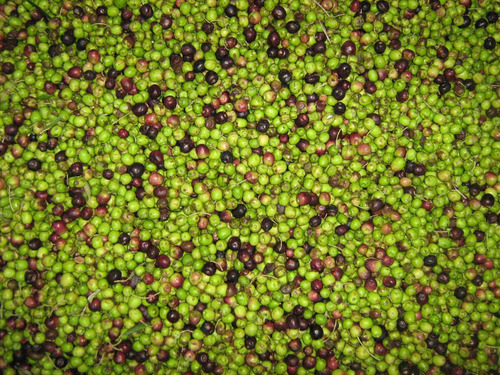 Mudas De Oliveira Certificadas Produtivas - Maria Da Fé/mg