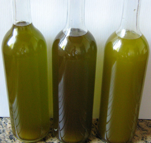 Mudas De Oliveira Certificadas Produtivas - Maria Da Fé/mg