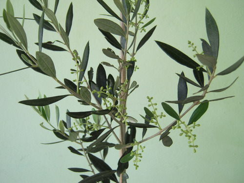 Mudas De Oliveira Certificadas Produtivas - Maria Da Fé/mg
