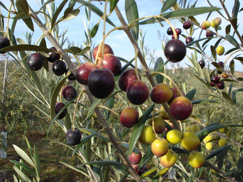 Mudas De Oliveira Certificadas Produtivas - Maria Da Fé/mg