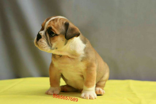 Imagen 3 de 5 de Cachorros Bulldog Hijos De Campeon