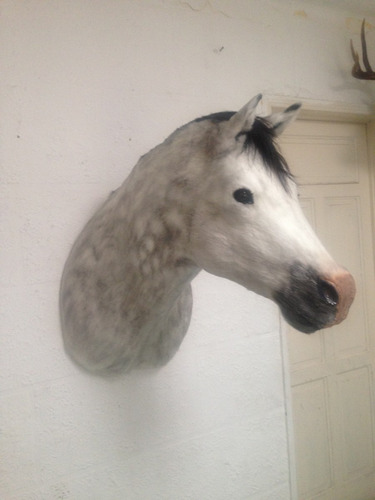 Animales Disecados 100% Artificiales Caballo