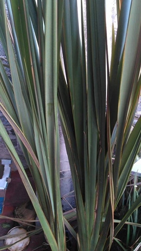 Fornio Verde ( Planta ) , Formio , Lino De Nueva Zelanda