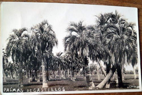 Antigua Fotografia Postal Palmares De Castillo 1937