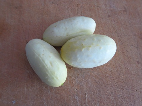 Sementes Pepino Branco Miniatura Cucumis Plantamundo Raras