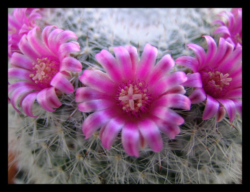 Pacote De Sementes Dos Cactus Mais Belos Do Mundo!!! | MercadoLivre