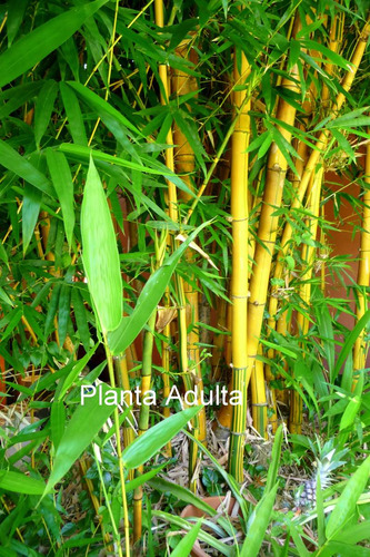 Planta De Bambú Amarillo Y Verde Bambusa Vulgaris Vitatta