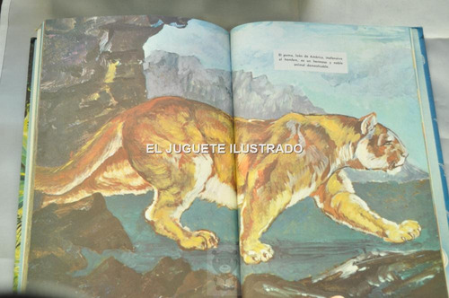 Leones Novaro Gran Album Infantil Juvenil Animales 1962