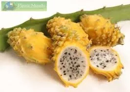 Mudas De Pitaya Amarela Colombiana Doce - Fruta Dragão