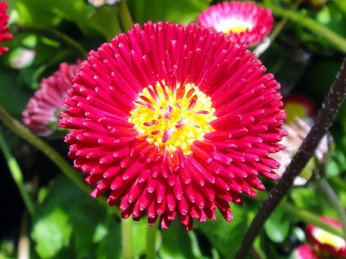 25 Sementes De Flores Perpetua Rosa Para Mudas | MercadoLivre