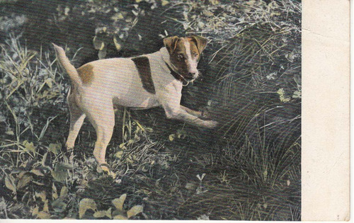 Antigua Postal De Perro Jack Russell Terrier Dogs Animales