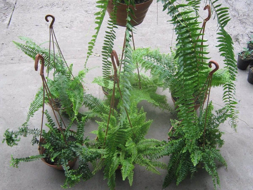 Helecho Rugoso O Crespo- Hermosa Planta En Maceta De Colgar