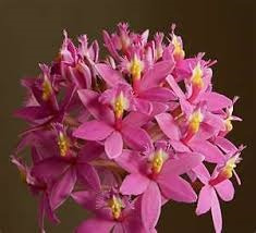 3 Mudas De Mini Orquidea Epidendrum Rosa Mudas Adultas