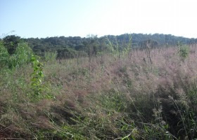 Imagem 3 de 15 de Sitio Em Ibiúna | 9626 - 9626