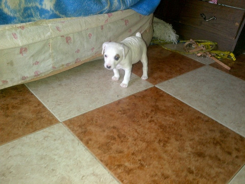 Cachorros Jack Russell ,blue Hiller, Belgas Malonis ,45 Dias