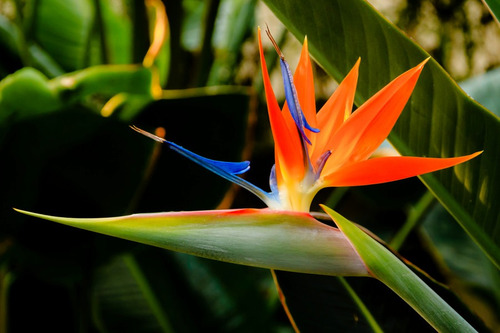 Imagem 1 de 2 de Ave Do Paraíso Strelitzia Reginae 20 Sementes