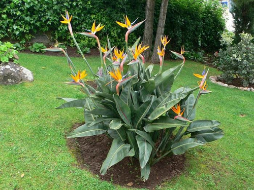 Imagem 2 de 2 de Ave Do Paraíso Strelitzia Reginae 20 Sementes