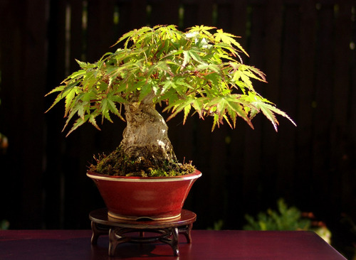 Acer Palmatum Japonês - Sementes Para Mudas Bonsai Ou Árvore