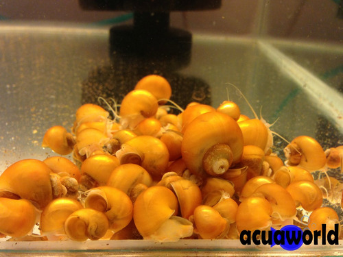 Caracol Manzana X3 Amarillo Elimna Algas De Pecera_acuaworld