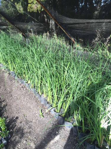 Plantas De Dietes Bicolor Vivero Mayorista Oferta Zona Oeste