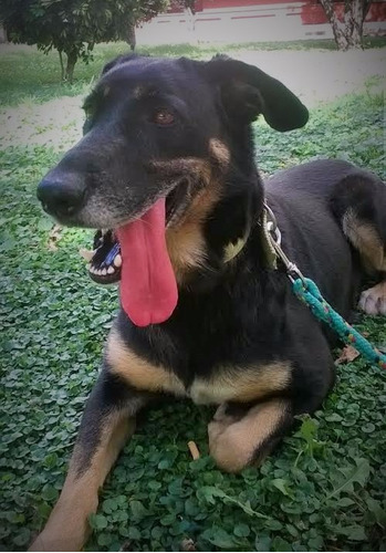 Perra 4 Años Tamaño Mediana En Adopcion