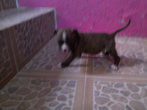 Imagen 5 de 6 de Cachorros Bull Terri En Venta 1500$
