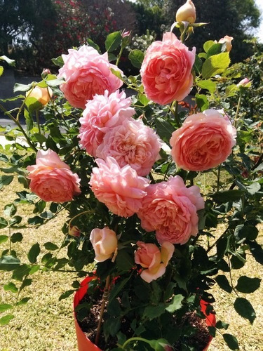 Rosa Inglesa Jubilee Celebration - Sementes Flor P/ Mudas