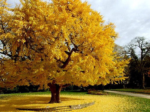 Arbol Ginkgo Biloba, Plantines. Vivero Arbol Hermano.