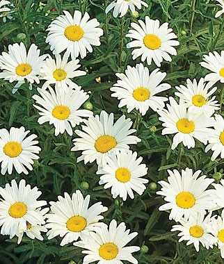 Sementes De Shasta Daisy Silver Princess Plantamundo