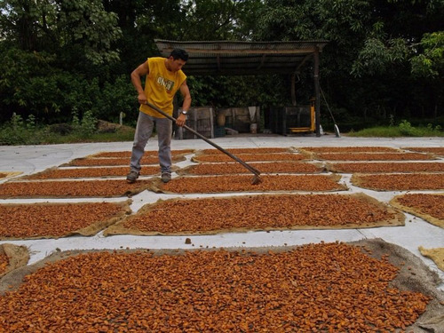 Cacao Criollo Tabasqueño Seco