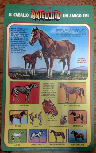 Posters Anteojito- Cartón- Caballo Alto 42 Cm Por 26