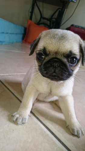 Pug Macho Com Pedigree