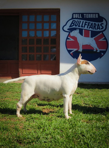 Filhote Bull Terrier Canil Bullffaras