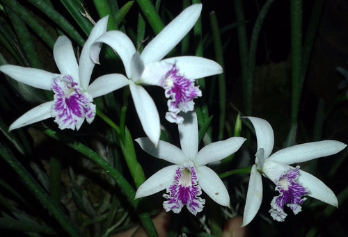 Laelia Lundii - Corte Adulto