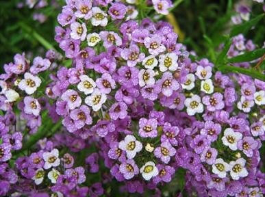 Imagem 7 de 7 de Alyssum Violeta Flor De Mell Alisso Flor Sementes P/mudas