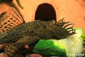 Limpia Vidrios 15 Cm Medianas Agua Fria O Tropical