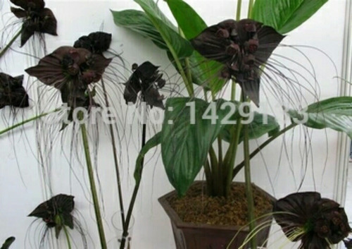 10 Sementes Orquídea Negra Tacca Chantrieri Flor Tigre | MercadoLivre
