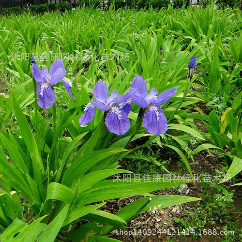 Sementes De Orquídea Phalaenopsis Borboleta Azul Iris - Rara