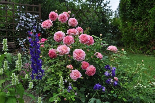 Rosa Inglesa Jubilee Celebration - Sementes Flor P/ Mudas