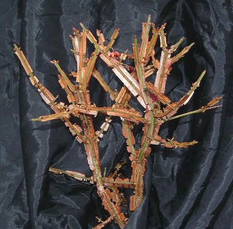 Espectaculares Arbustos Importados: Burning Bush!! Últimos!!