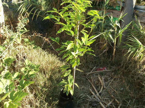 Arbol De Canela