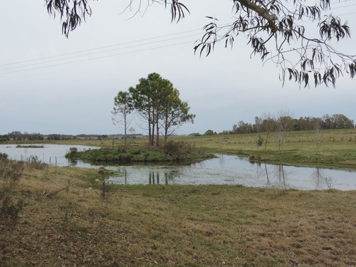 Excelente Campo De 51 Hectáreas Sobre Ruta 8