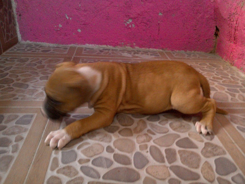 Imagen 4 de 6 de Cachorros Bull Terri En Venta 1500$