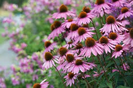 Imagem 6 de 6 de 20 Sementes Echinacea Purpurea Flor De Cone Erva Medicinal