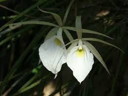 Orquidea Brassavola Perrini Adulta 3 Mudas Adultas