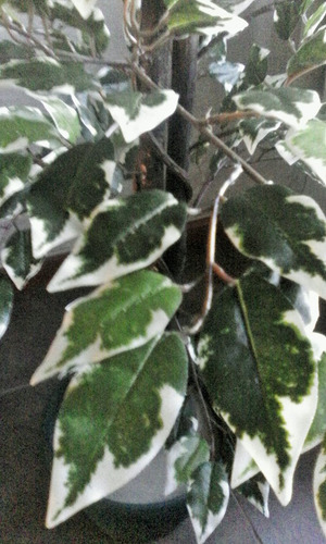 Plantas De Interior Artificiales - Ficus Disciplinado