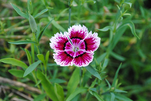 Semillas Flor Clavelina De La China Clavel Flores