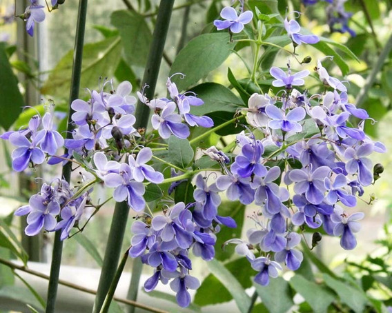 Muda Flor Borboleta Azul Borboleteira | MercadoLivre 📦